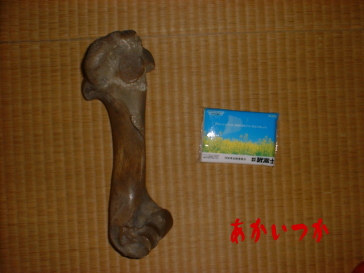 人魚の骨4